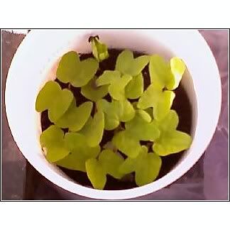 Star of Yelta Morning Glory